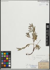 Foto von Salix repens subsp. rosmarinifolia (L.) Andersson